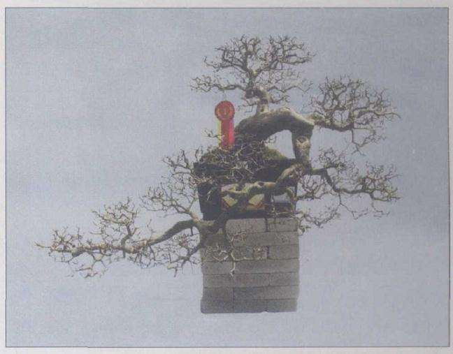 2009 顺德获得中国盆景名镇的荣誉称号