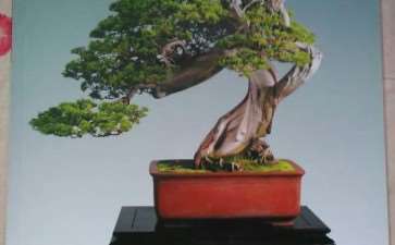 我们每个职工各订了一份全年的《花木盆景》