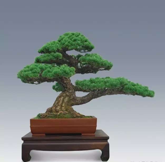 我的柏树盆景情结