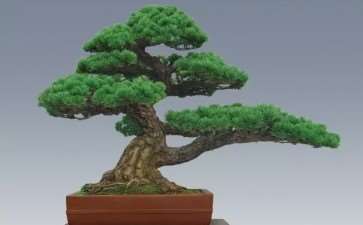 我的柏树盆景情结 图片