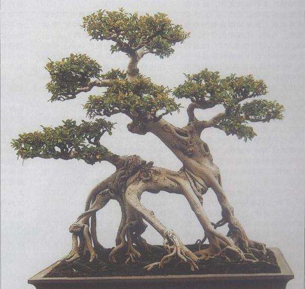 扬州第四届中国盆景研讨会上的发言