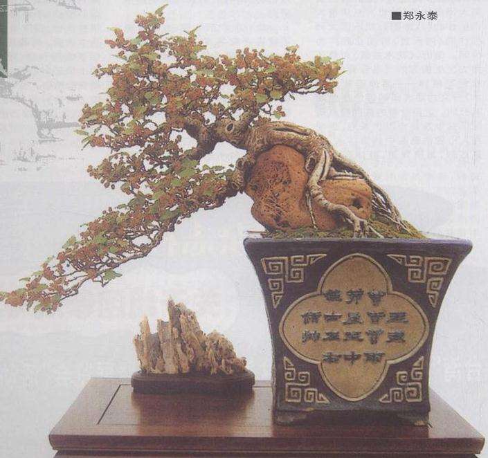 扬州第四届中国盆景研讨会上的发言