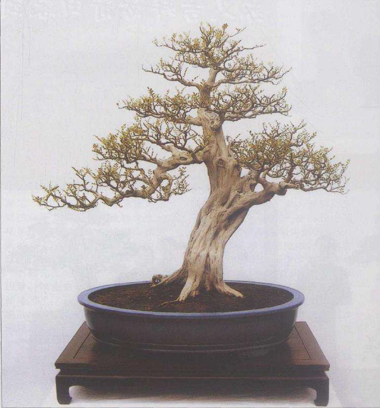 2008年扬州第四届中国盆景研讨会上的发言