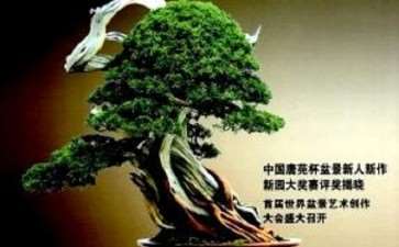 我是从1991年开始订阅《花木盆景》杂志