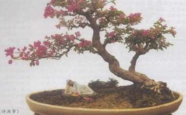 养花和制作盆景对人体的健康是有益的