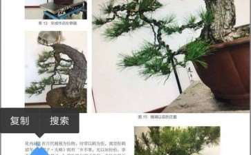 收到花木盆景杂志社一套2008年合订本