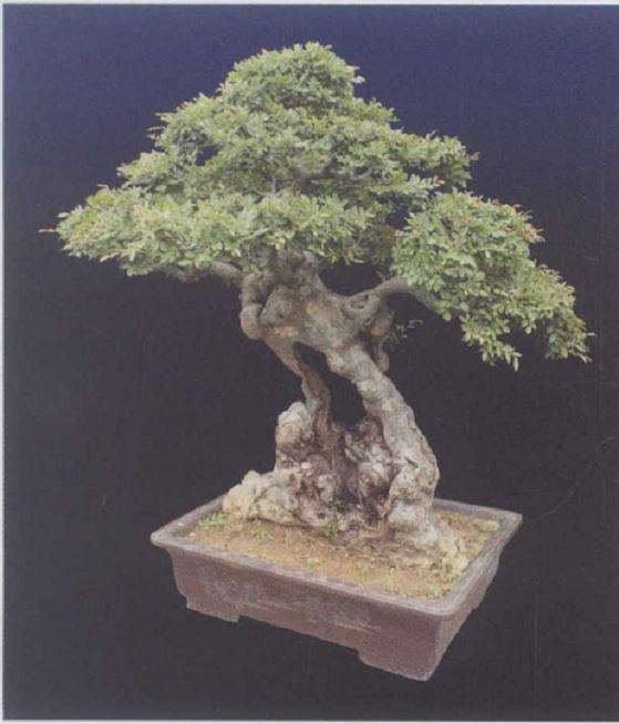 临沂曹相银的私家盆景园