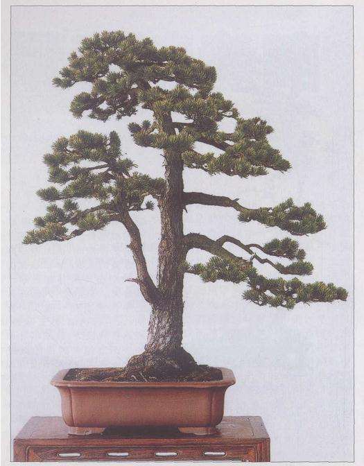 赏任晓明松柏盆景有感