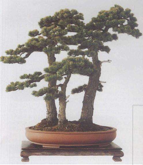 赏任晓明松柏盆景有感