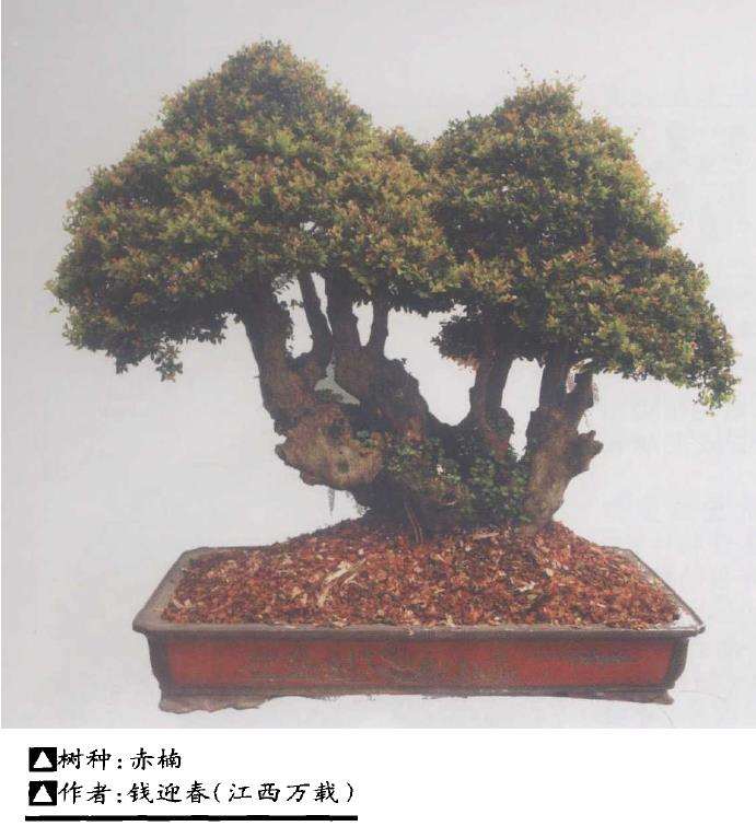 赤楠盆景怎么松土施肥的3个方法