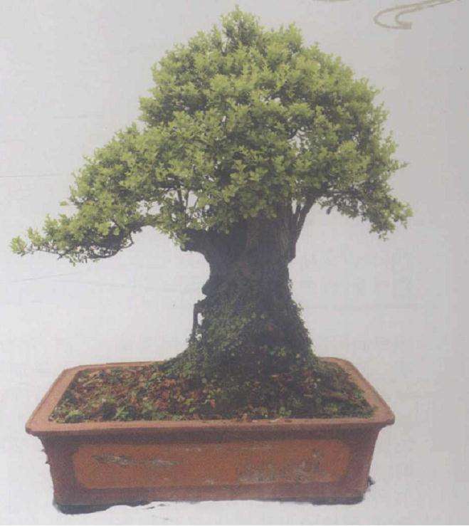 赤楠盆景怎么防寒防旱