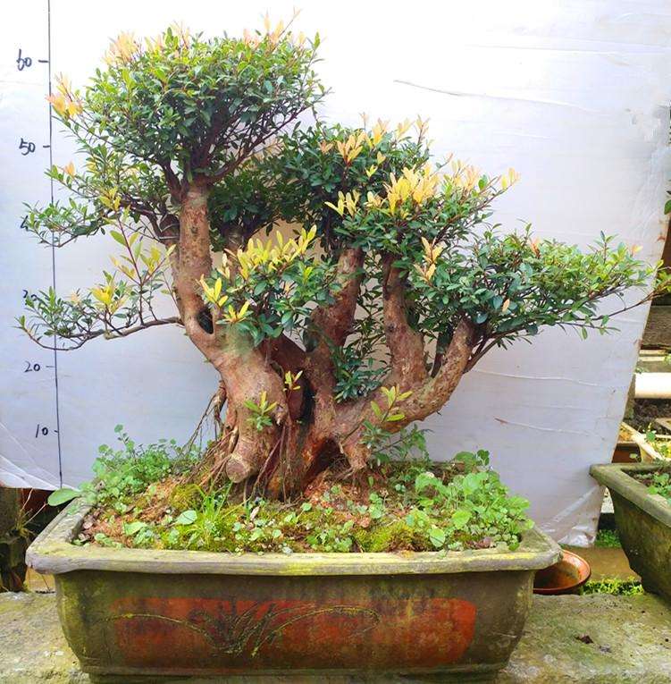 赤楠盆景怎么修剪放养