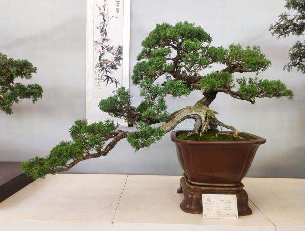 当前我国盆景的发展谈几点看法