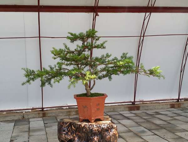 当前我国盆景的发展谈几点看法