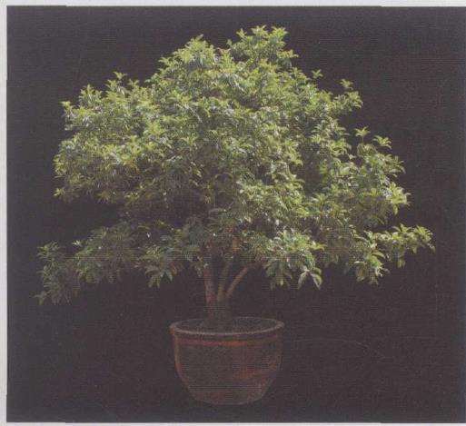 1997年筹建的山东九玖久桂花盆景园 图片