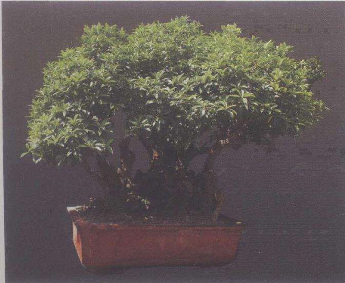 1997年筹建的山东九玖久桂花盆景园 图片