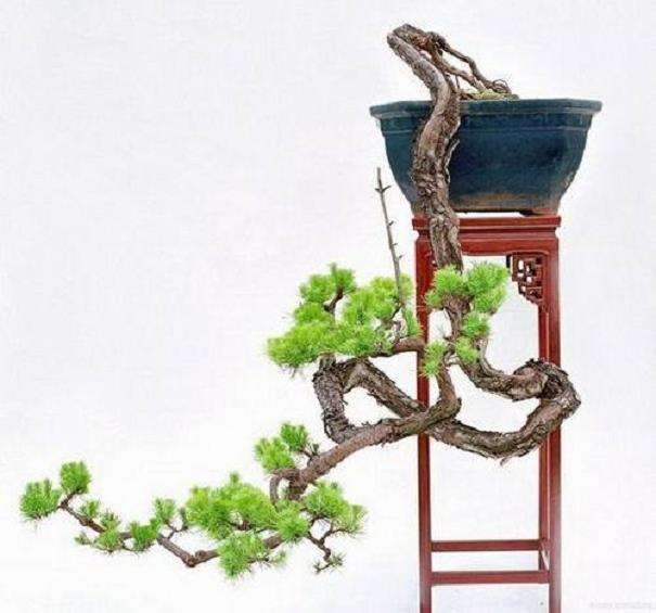 怎么制作水影式盆景的4个方法