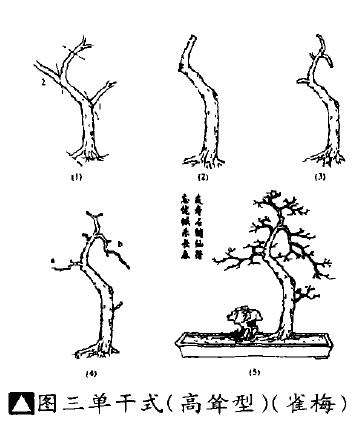 怎么制作岭南单干式盆景的方法