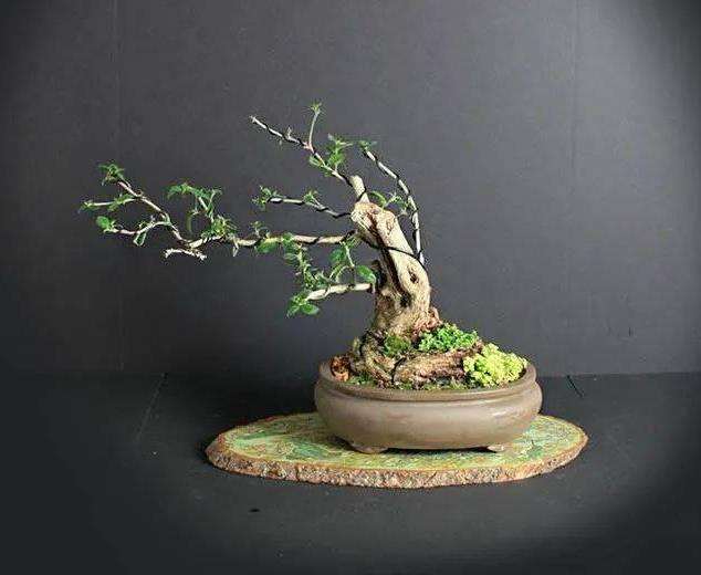 动势盆景的3个理论基础是什么