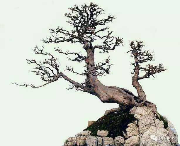 动势盆景的3个理论基础是什么