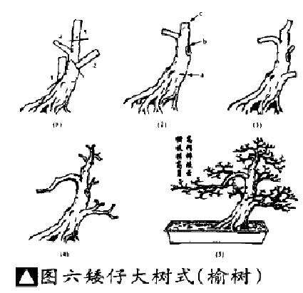 矮仔大树式盆景怎么造型