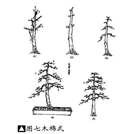 木棉式盆景怎么制作的5个步骤