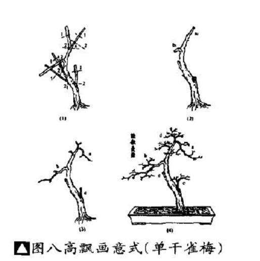高飘画意式盆景怎么制作的5个步骤