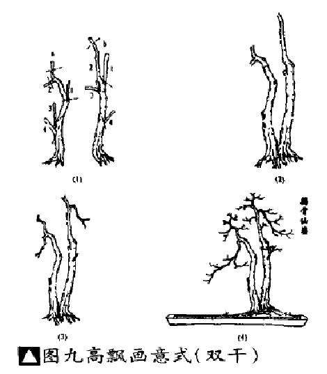 图解 岭南双干盆景《鹤骨仙姿》怎么制作
