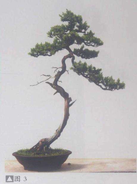 图解 赏郑志林盆景作品 图片