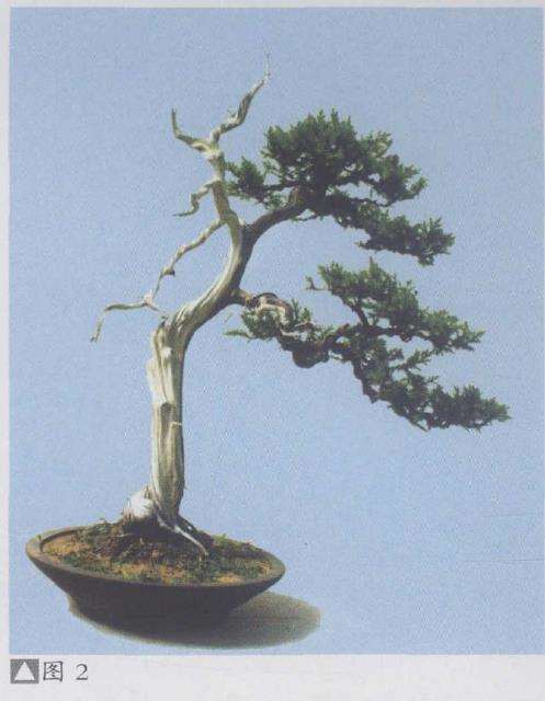 图解 赏郑志林盆景作品 图片