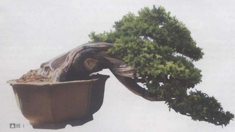图解 赏郑志林盆景作品 图片