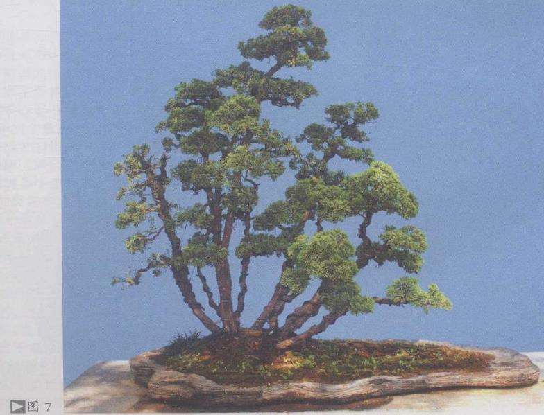 图解 赏郑志林盆景作品 图片