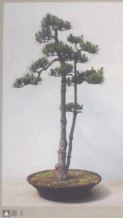 图解 赏郑志林盆景作品 图片