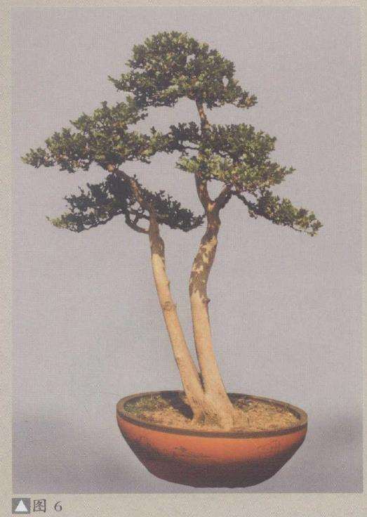 图解 赏郑志林盆景作品 图片