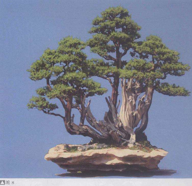 图解 赏郑志林盆景作品 图片