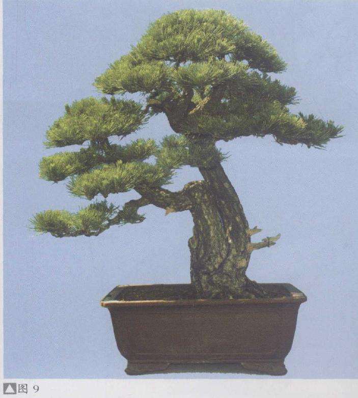 图解 赏郑志林盆景作品 图片