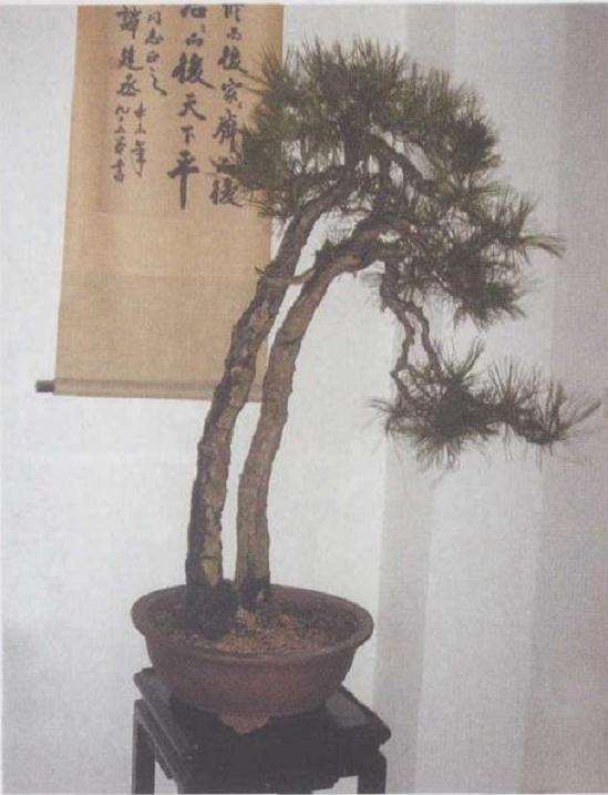 制作双干天目松盆景