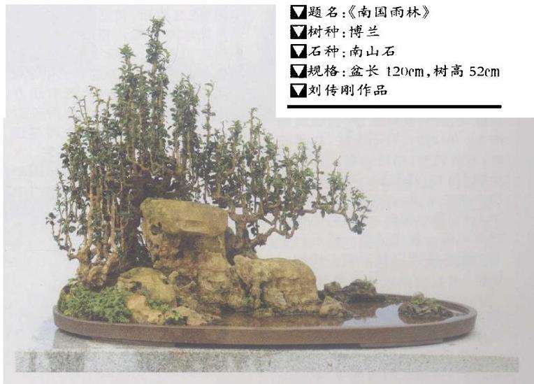 怎么让海南盆景走向全国走向世界