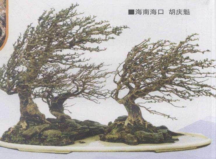 怎么让海南盆景走向全国走向世界 图片