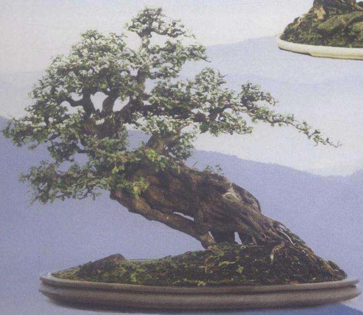 怎么让海南盆景走向全国走向世界