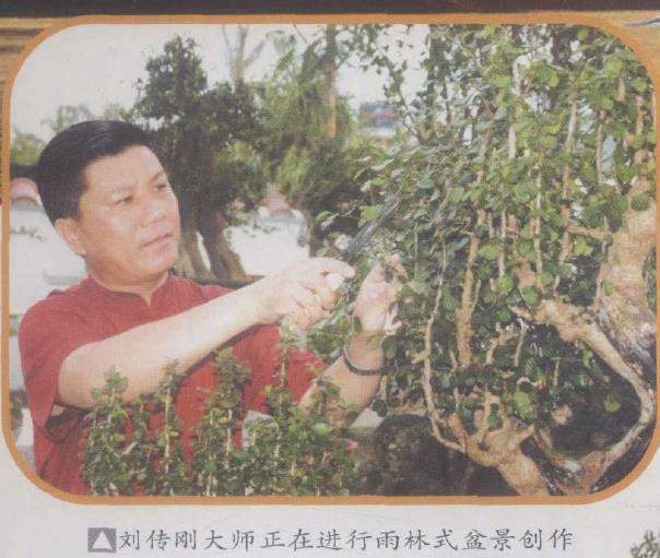 怎么让海南盆景走向全国走向世界