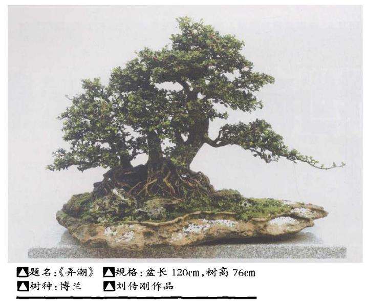 怎么让海南盆景走向全国走向世界