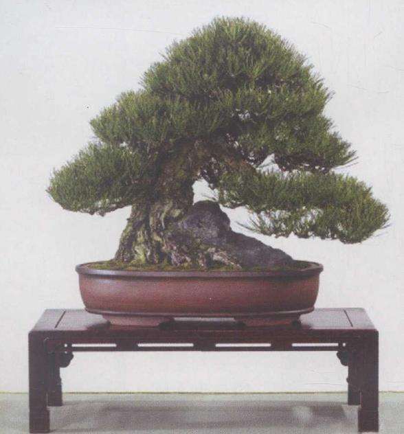 日本第83届国风盆景展