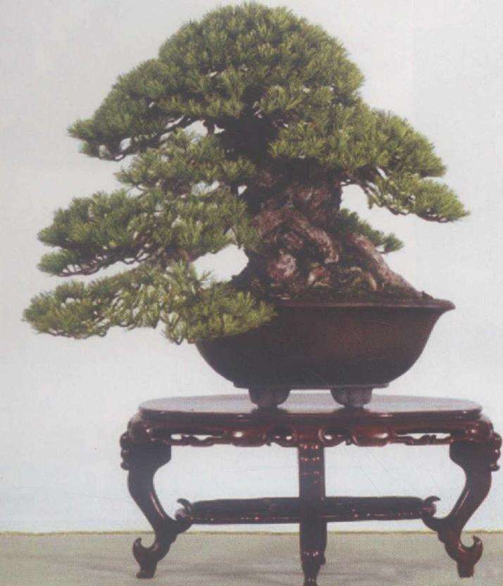 日本第83届国风盆景展