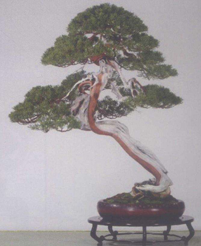 日本第83届国风盆景展