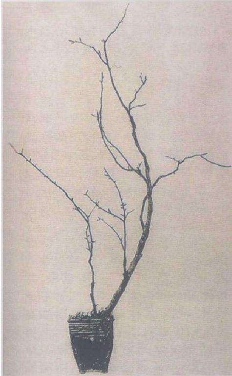 素仁盆景怎么结构造型的3个方法 图片