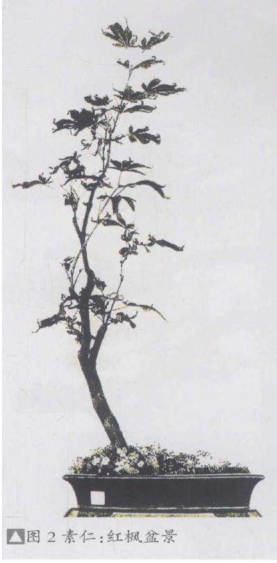 素仁盆景怎么结构造型的3个方法 图片
