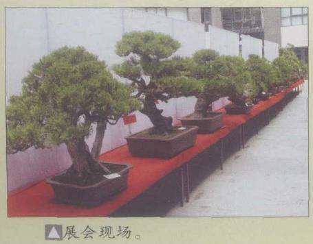 威海举办第二届鲁风盆景展