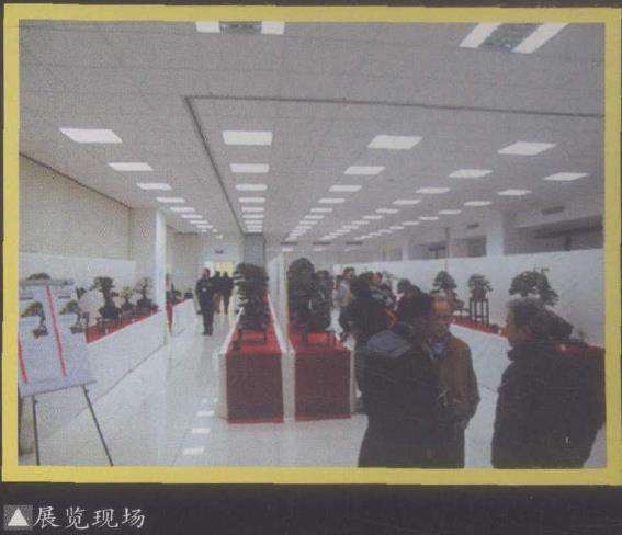 2009年 意大利盆景比赛如期举行 图片