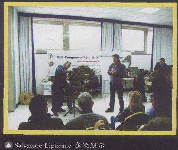 2009年 意大利盆景比赛如期举行 图片